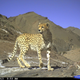 Illustration for article titled Natures Candids: The Best Wildlife Camera-Trap Photography Of 2014